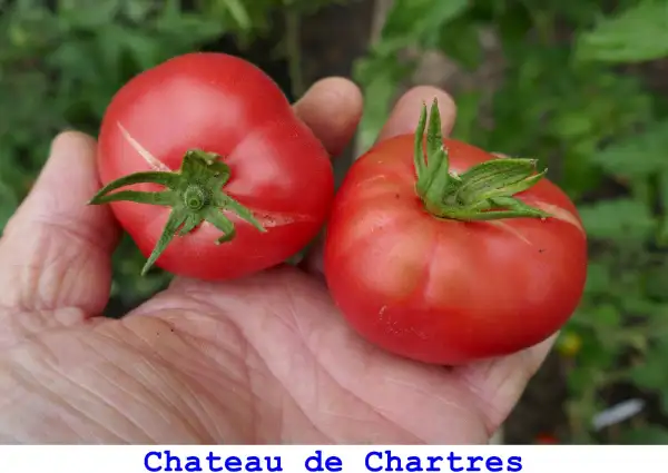 Tomaten: Chateau De Chartres