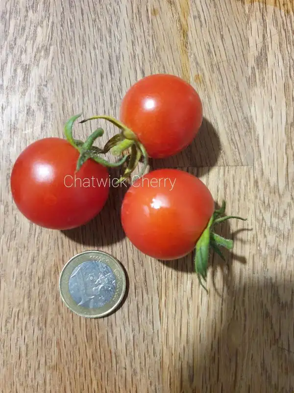 Tomaten: Chatwick Cherry