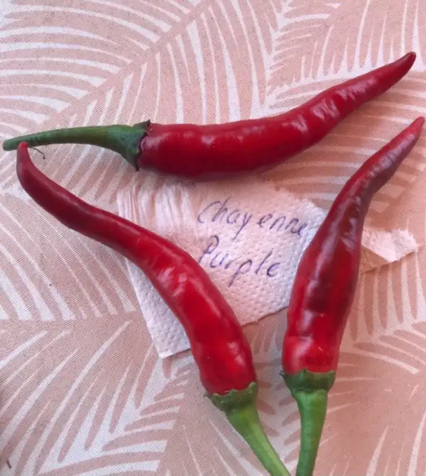 Chili / Paprika: Chayenne Purple