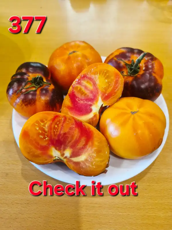 Tomaten: Check it out
