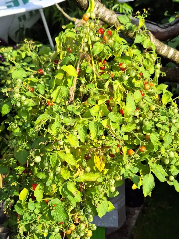 Tomaten: Cheery Cascade - Ampeltomate