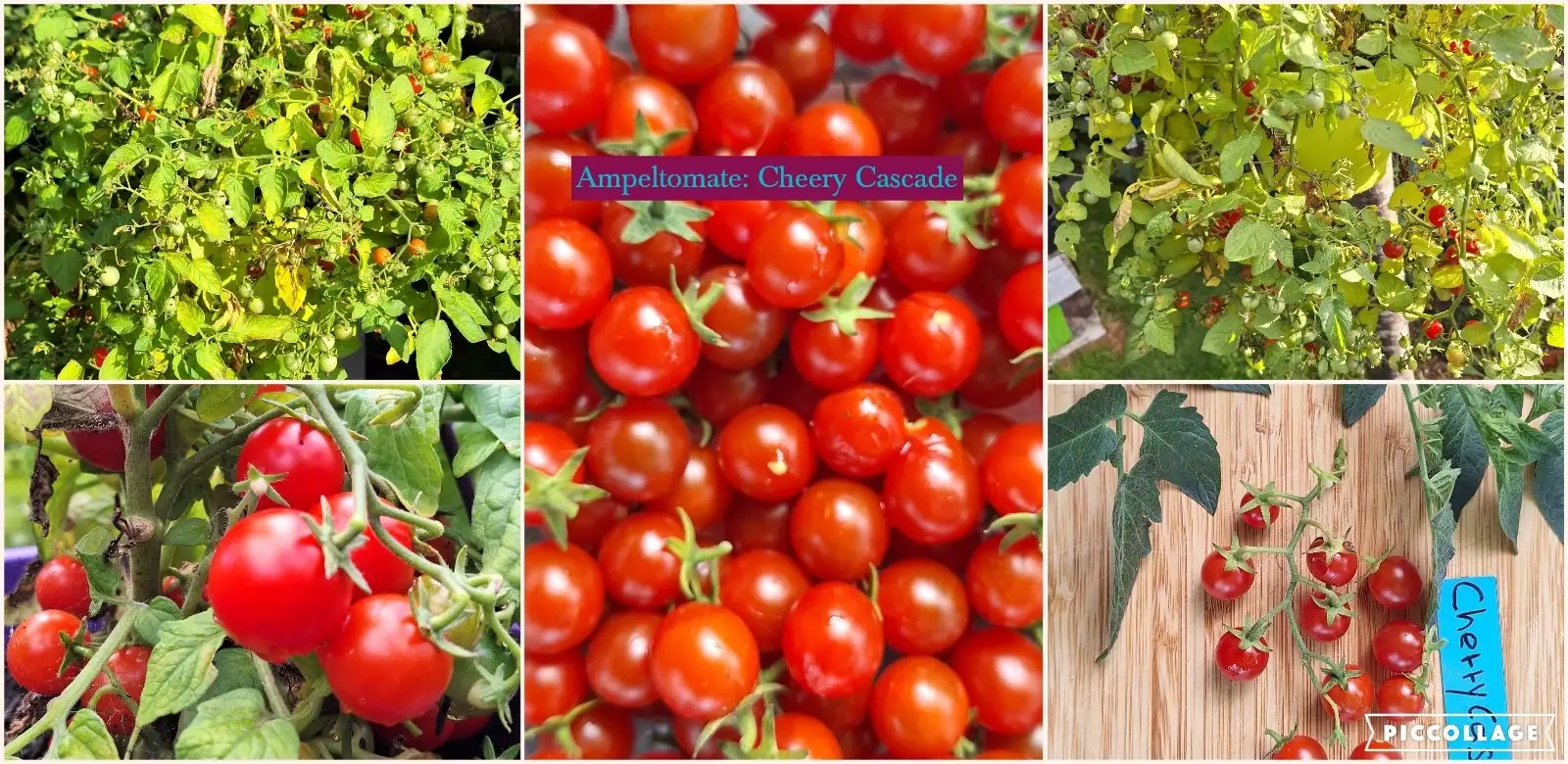 Tomaten: Cheery Cascade - Ampeltomate