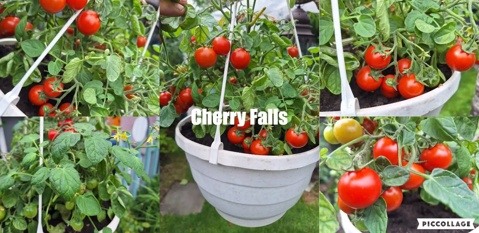 Tomaten: Cheery Falls - Ampeltomate