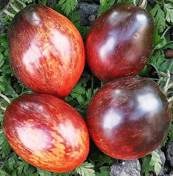 Tomaten: Chef Raul Bocuse