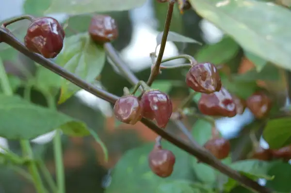 Chili / Paprika: Cheiro Roxa