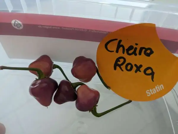 Chili / Paprika: Cheiro Roxa