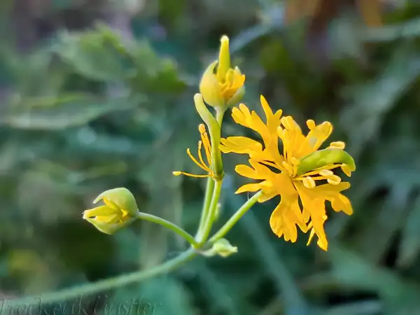 Blumen: Chelidonium majus var. laciniatum ‣Schöllkraut - Greater celandine