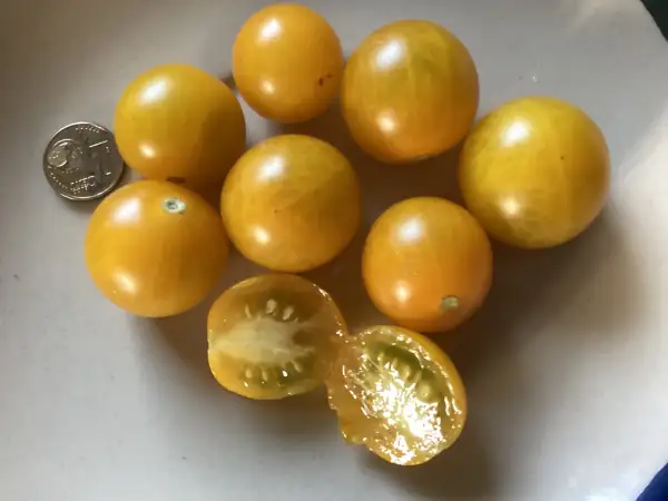 Tomaten: Chello