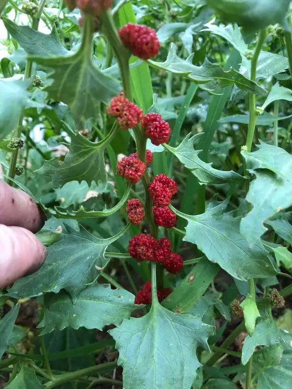 andere Gemüse: Chenopodium capitatum