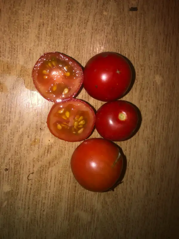 Tomaten: Chereshenka