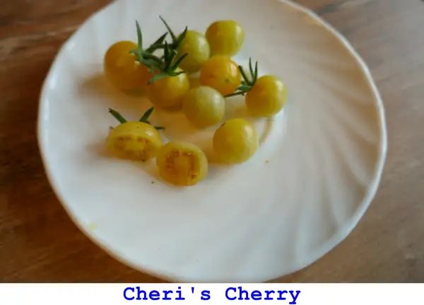 Tomaten: Cheri’s Cherry