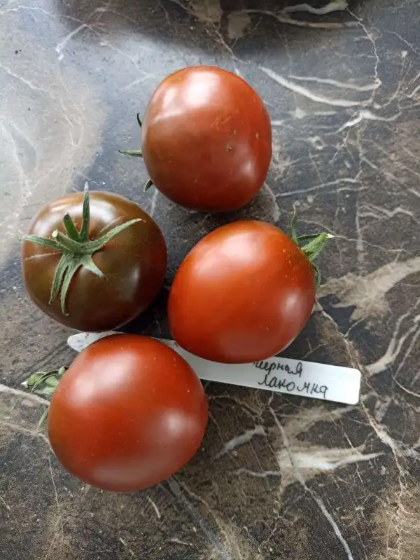 Tomaten: Chernanja Lakomka