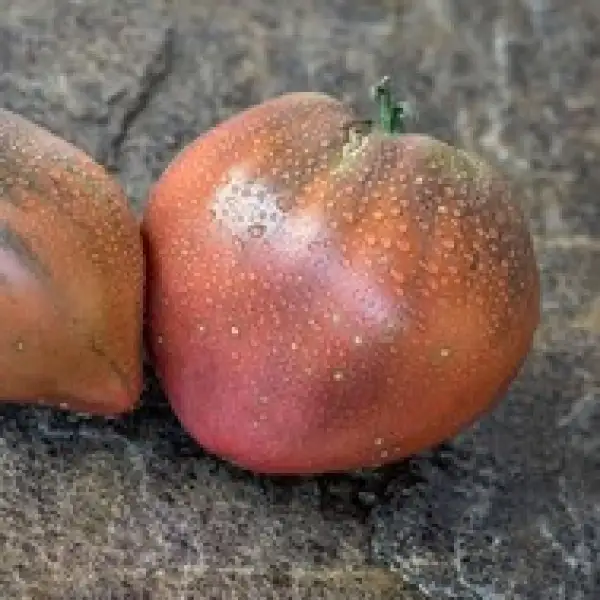 Tomaten: Chernoe Serdtse (Black Heart)