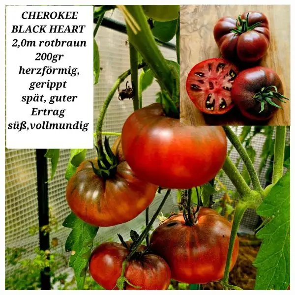 Tomaten: CHEROKEE BLACK HEART