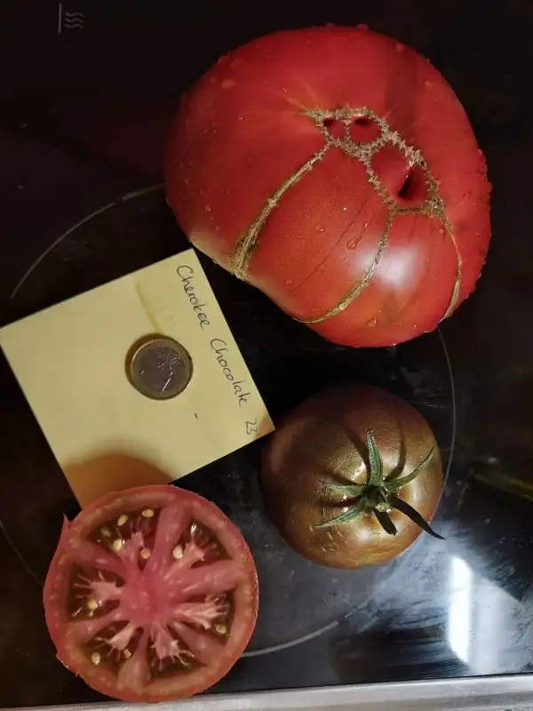 Tomaten: Cherokee Chocolate