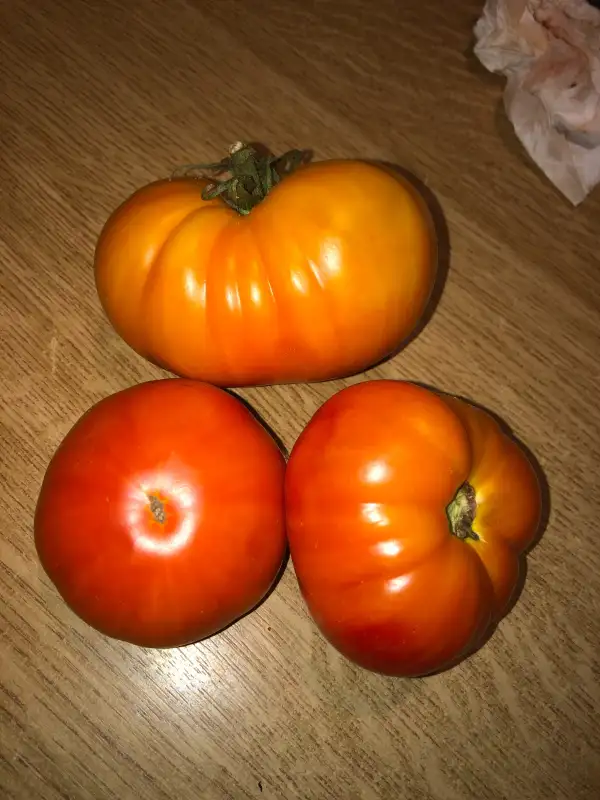 Tomaten: Cherokee Golden