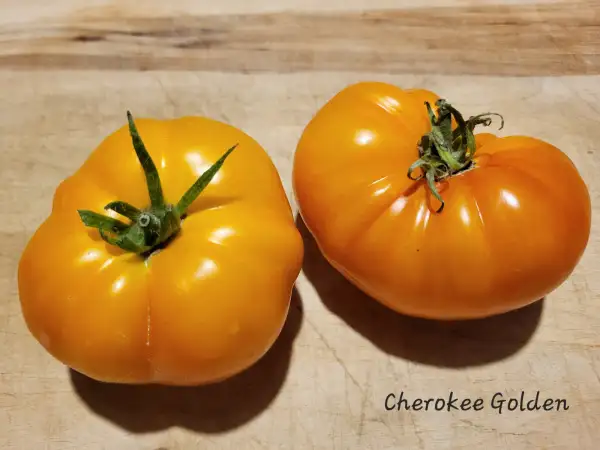 Tomaten: Cherokee Golden