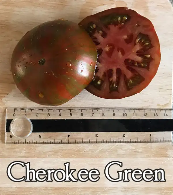 Tomaten: Cherokee Green