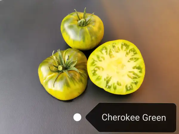 Tomaten: Cherokee Green