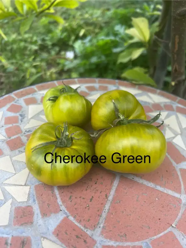 Tomaten: Cherokee Green