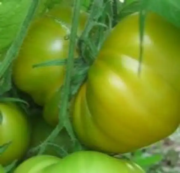 Tomaten: Cherokee Green