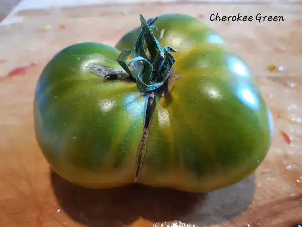 Tomaten: Cherokee Green