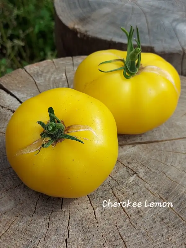 Tomaten: Cherokee Lemon