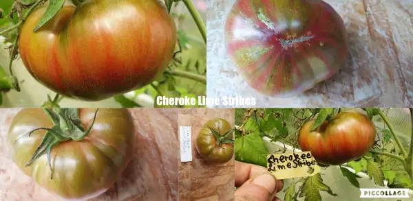 Tomaten: Cherokee Lime Stribes - Fleischtomate