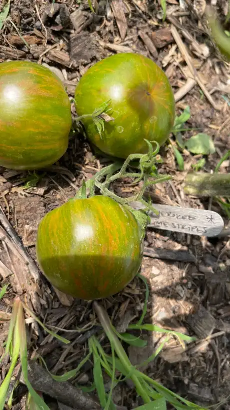 Tomaten: Cherokee Lime Stripes