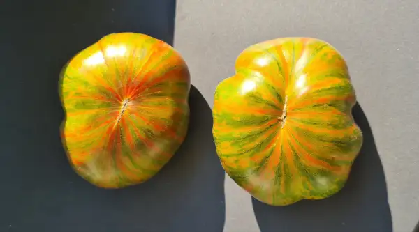 Tomaten: Cherokee Lime Stripes