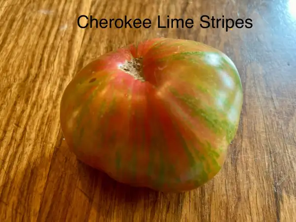 Tomaten: Cherokee Lime Stripes