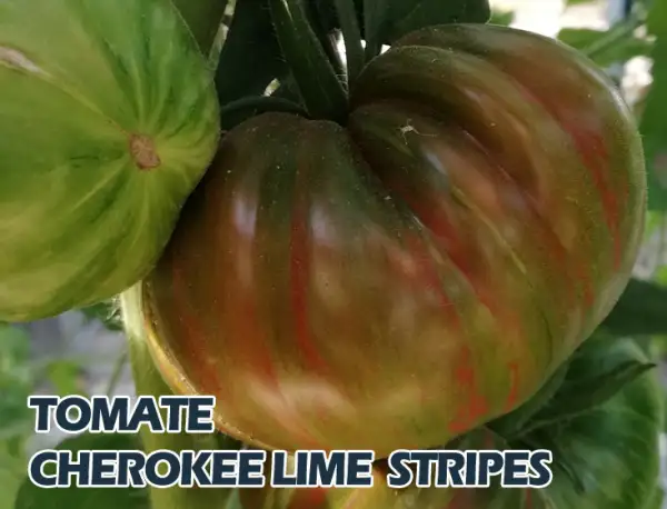 Tomaten: Cherokee Lime Stripes