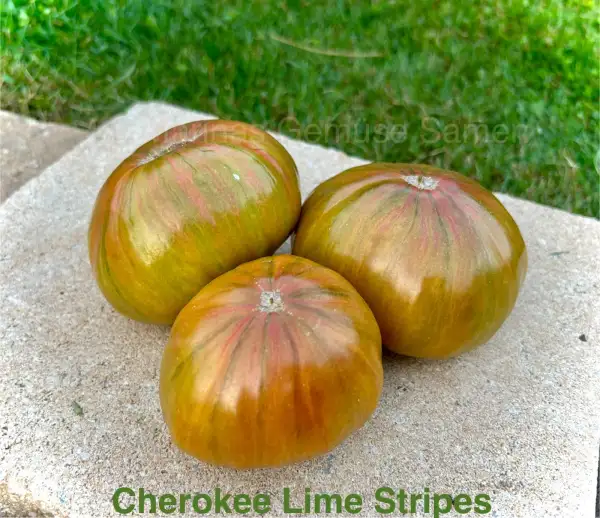 Tomaten: Cherokee Lime Stripes