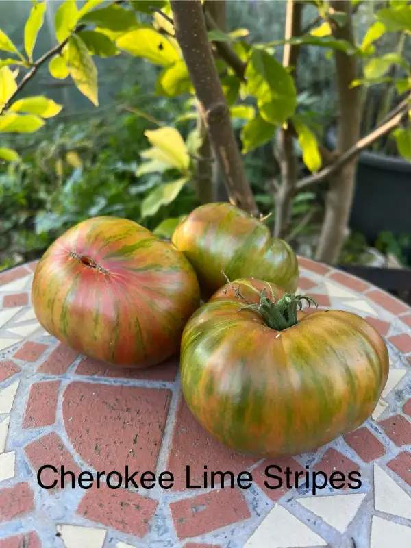 Tomaten: Cherokee Lime Stripes