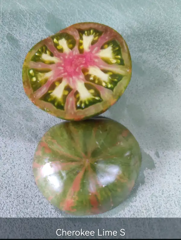 Tomaten: Cherokee Lime Stripes