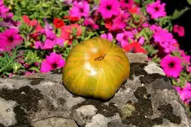 Tomaten: Cherokee Lime Stripes