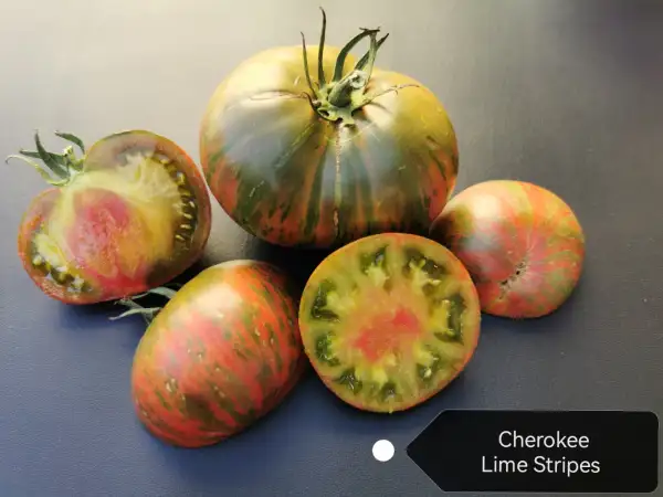 Tomaten: Cherokee Lime Stripes