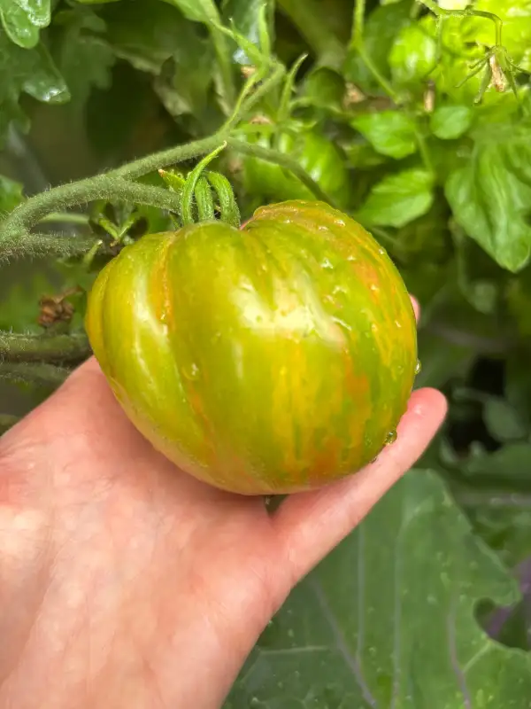 Tomaten: Cherokee Lime Stripes