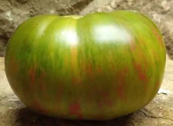 Tomaten: Cherokee Lime Stripes