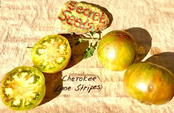 Tomaten: Cherokee Lime Stripes