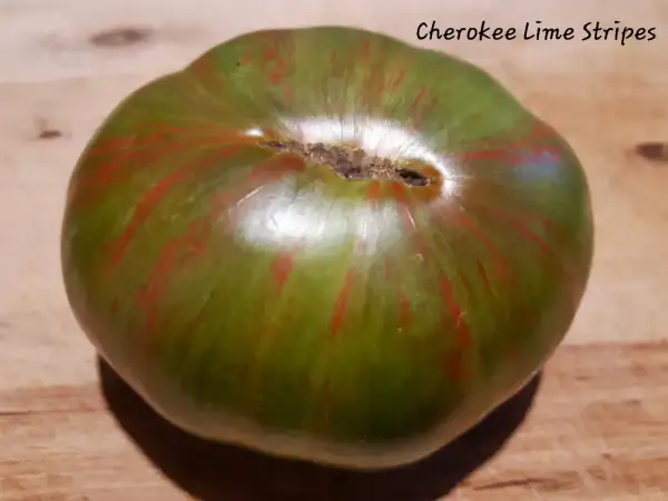 Tomaten: Cherokee Lime Stripes