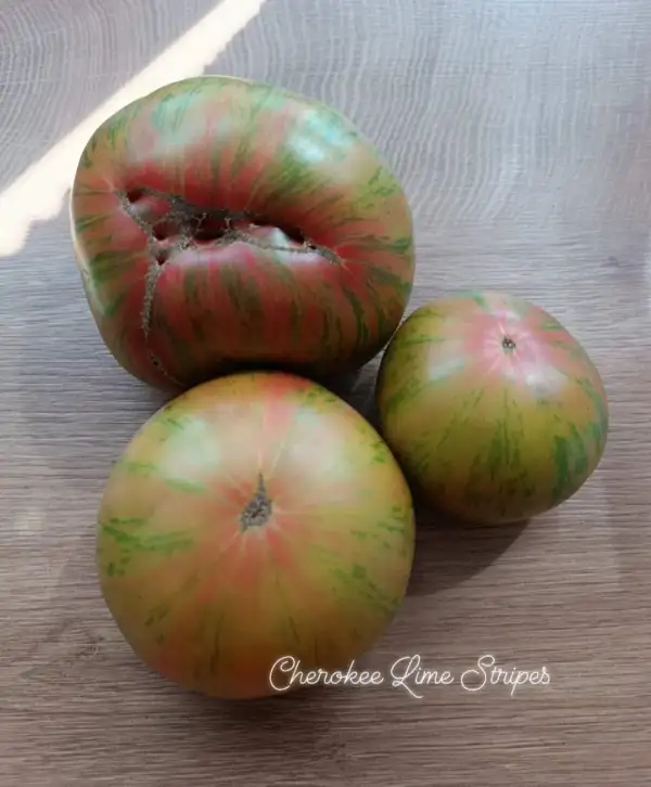 Tomaten: Cherokee Lime Stripes