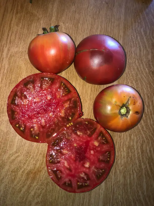 Tomaten: Cherokee Purple