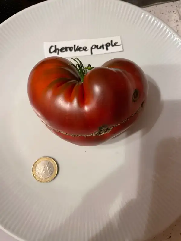 Tomaten: Cherokee Purple