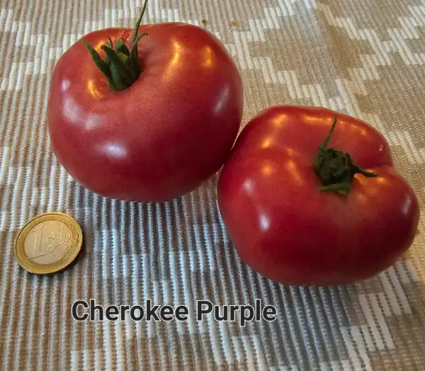 Tomaten: Cherokee Purple