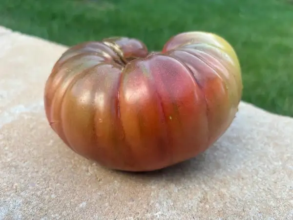 Tomaten: Cherokee Purple