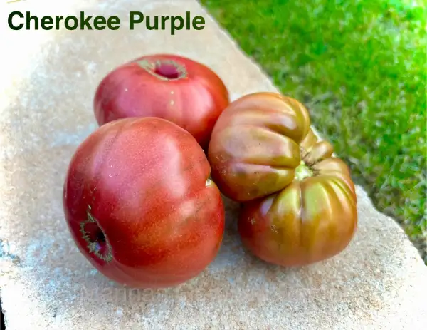 Tomaten: Cherokee Purple
