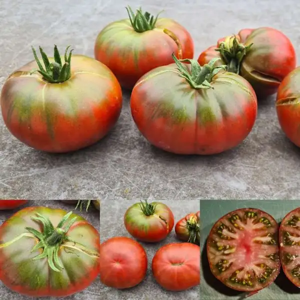 Tomaten: Cherokee Purple