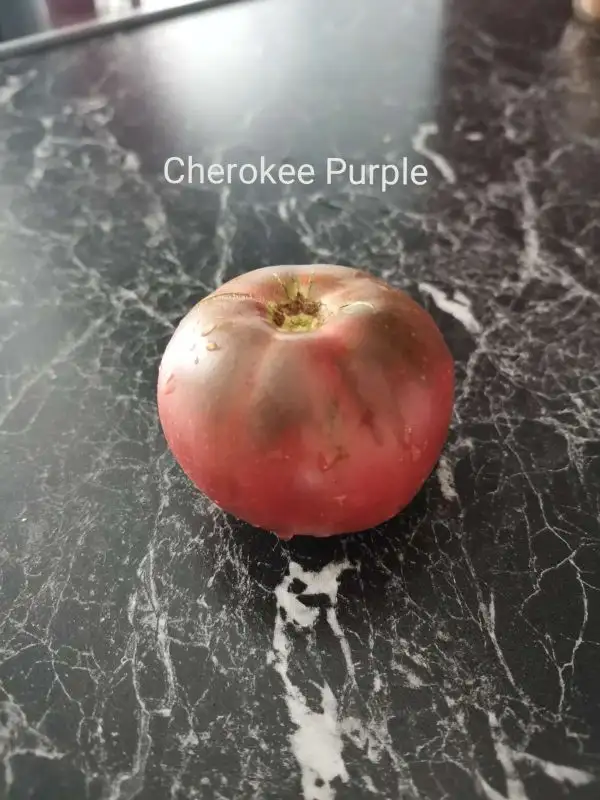 Tomaten: Cherokee Purple