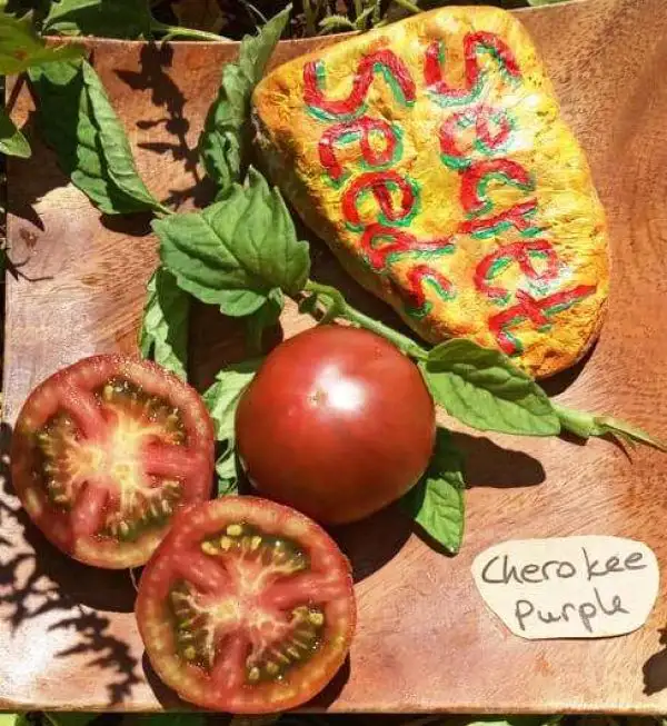 Tomaten: Cherokee Purple